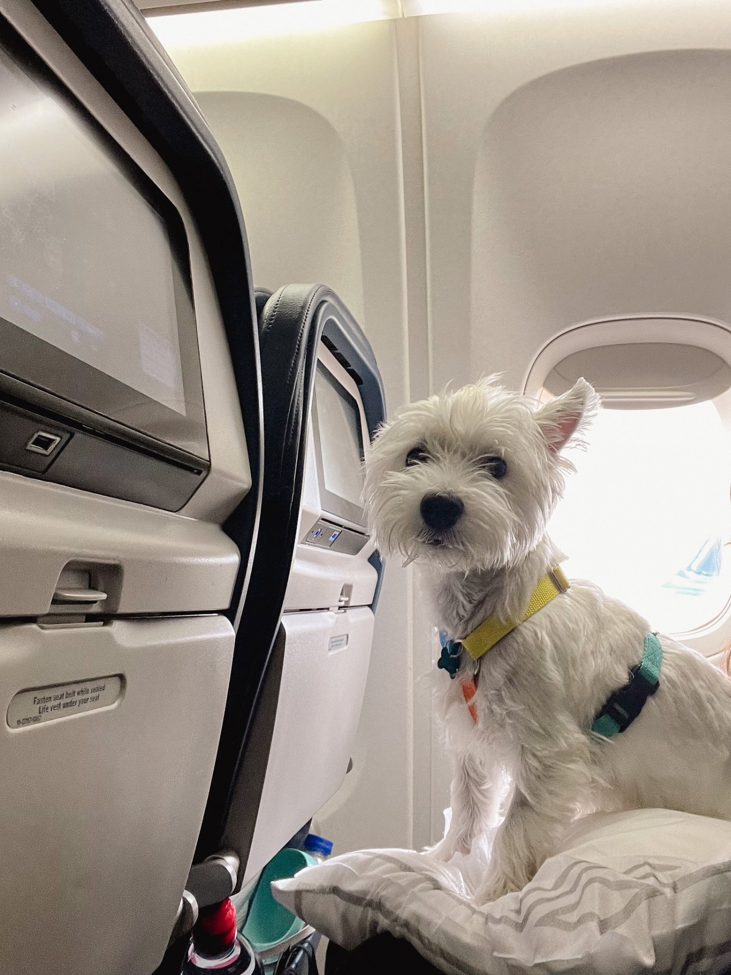 Sami, a West Highland White Terrier, sitting happily on an airplane seat